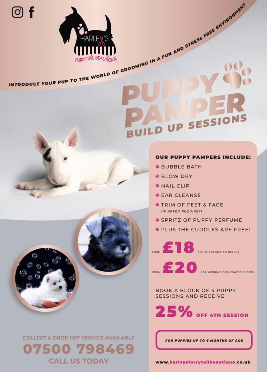 Puppy Pamper build up sessions