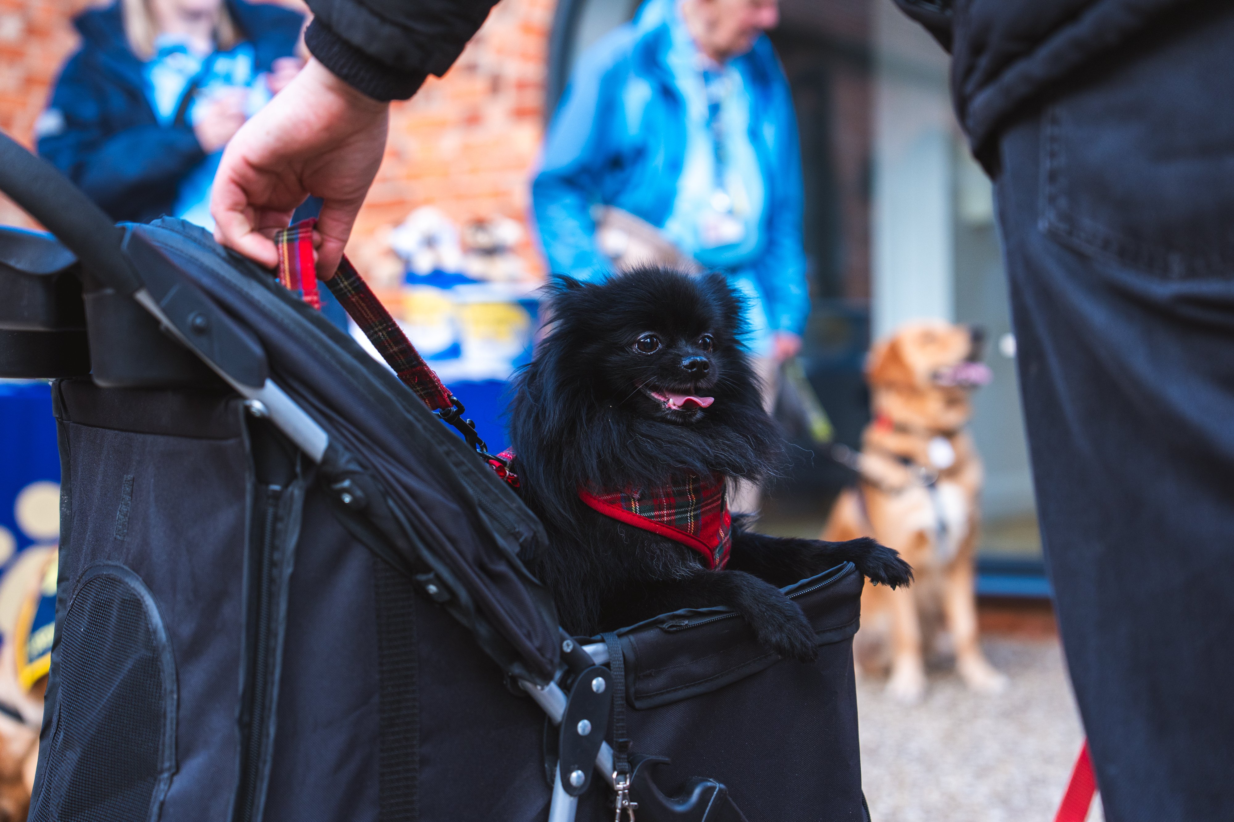 UC-Houlton-Hounds-DSC00149_1