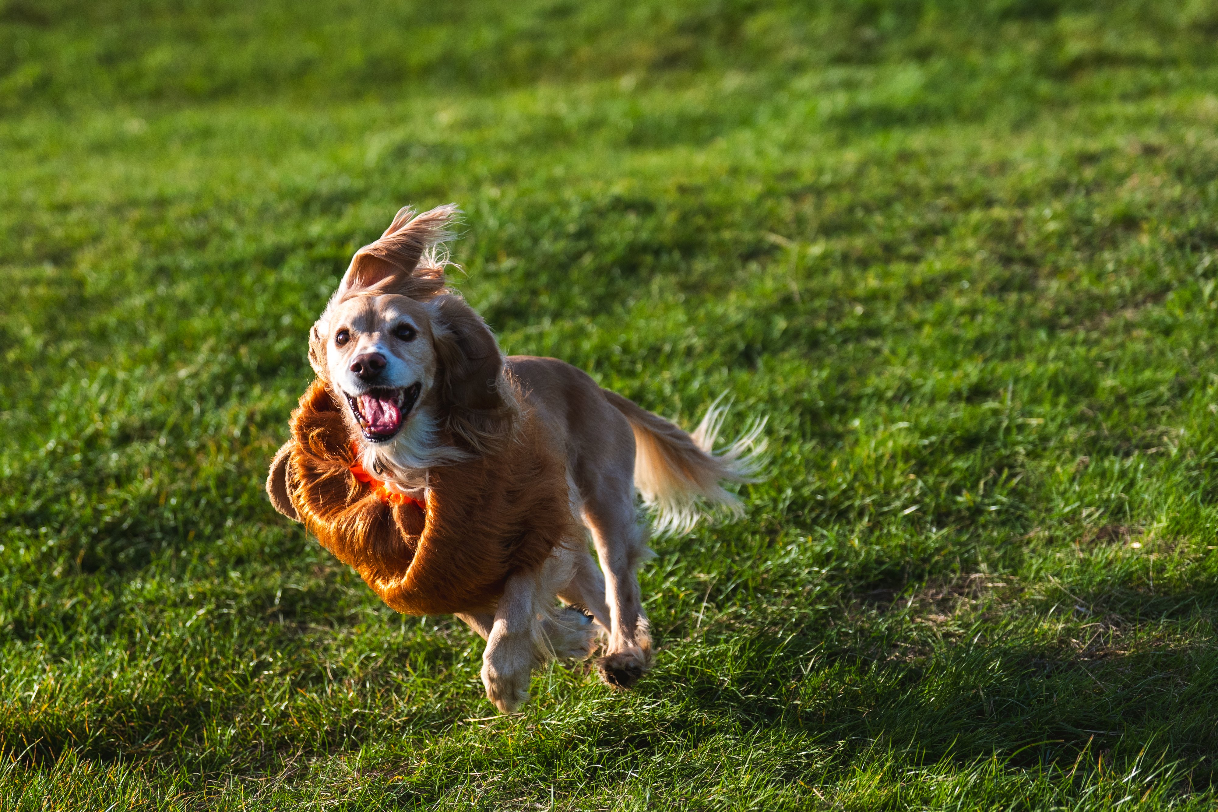 UC-Houlton-Hounds-DSC09673_1