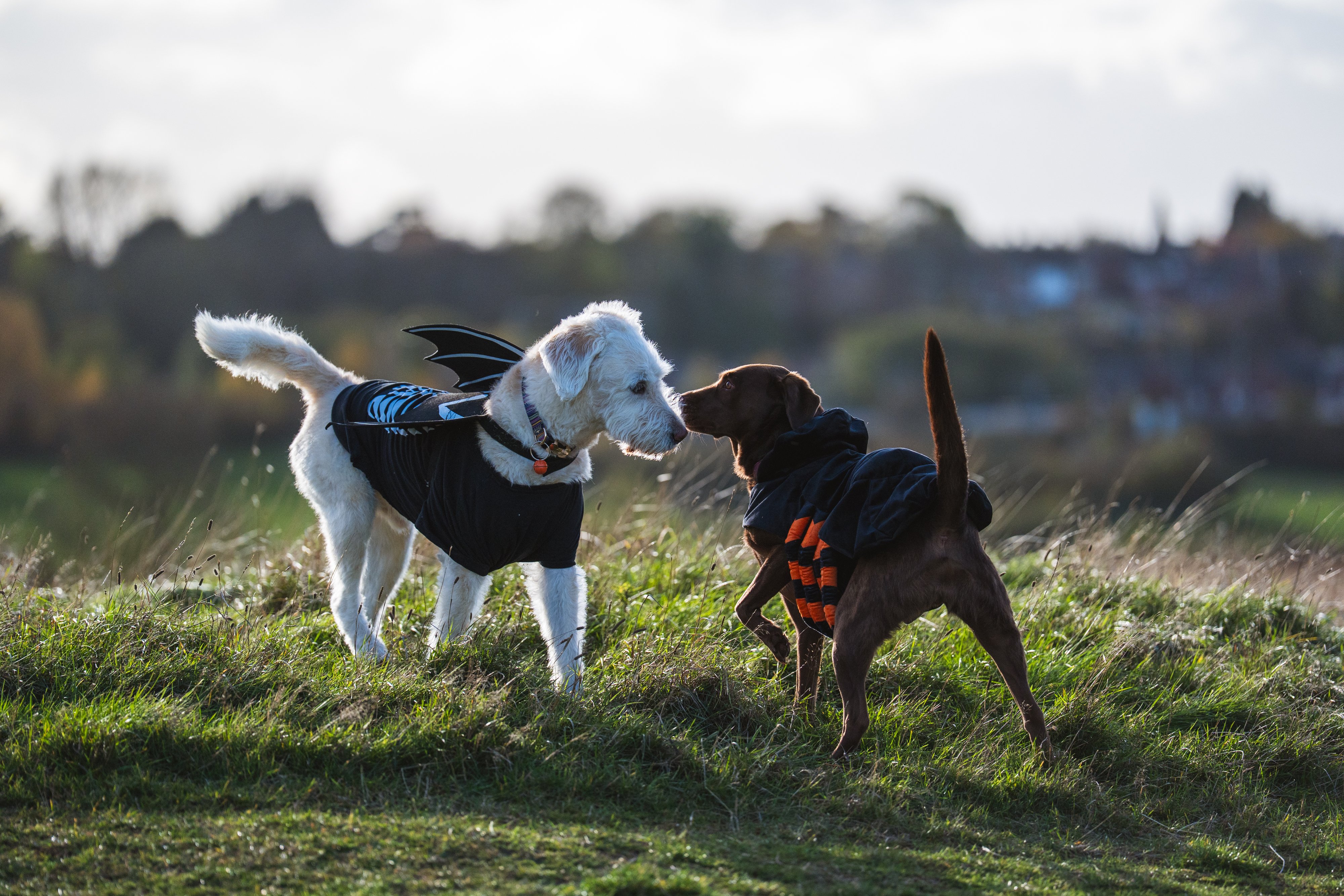 UC-Houlton-Hounds-DSC09727