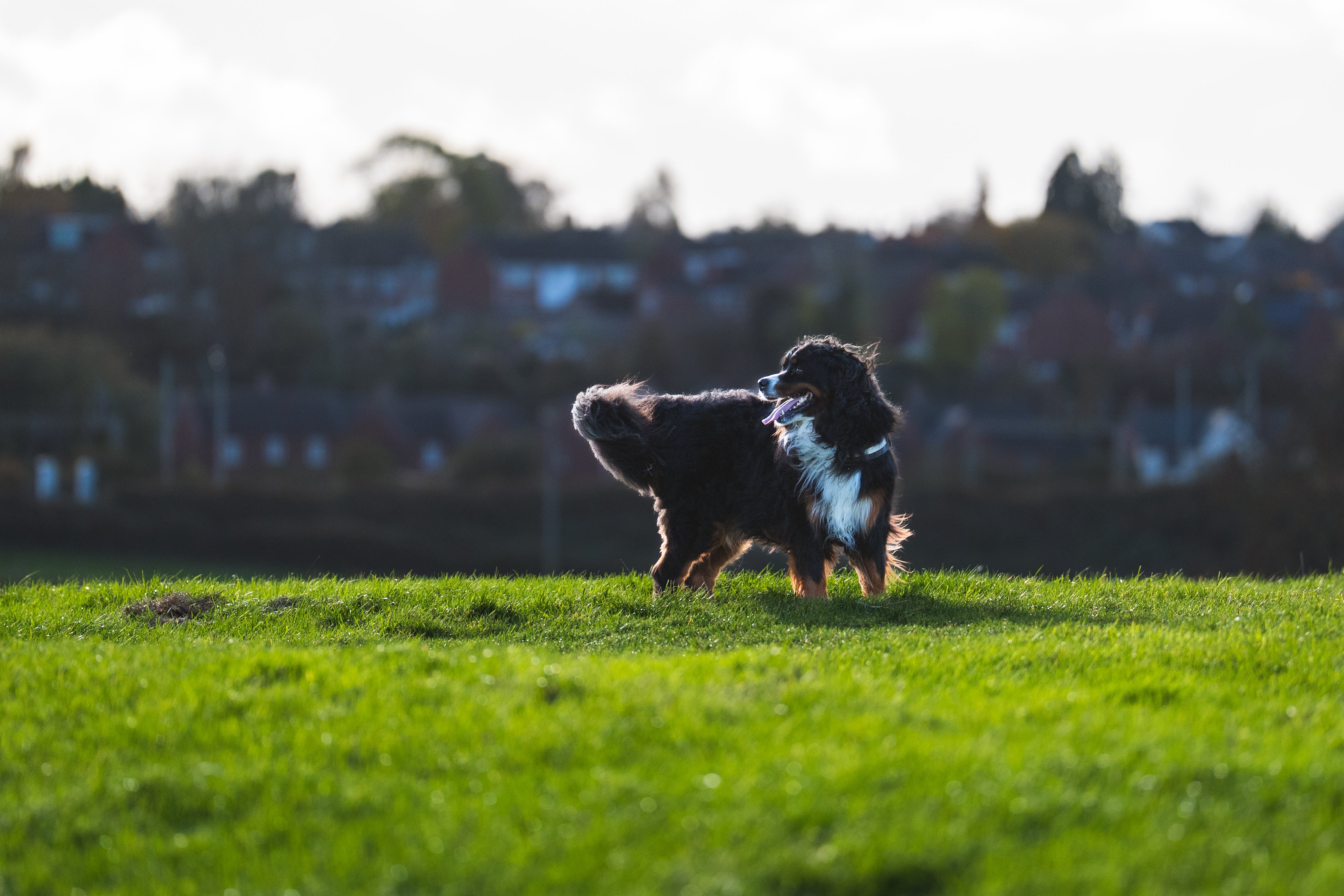 UC-Houlton-Hounds-DSC09752_1