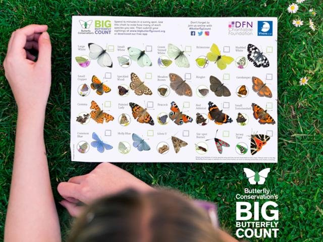 big-butterfly-count