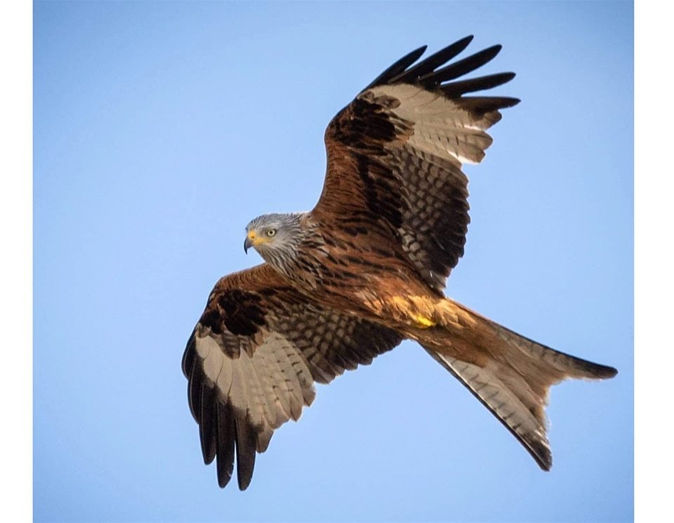 red kite